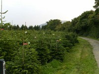 Leigh Sinton Christmas Trees 256012 Image 2